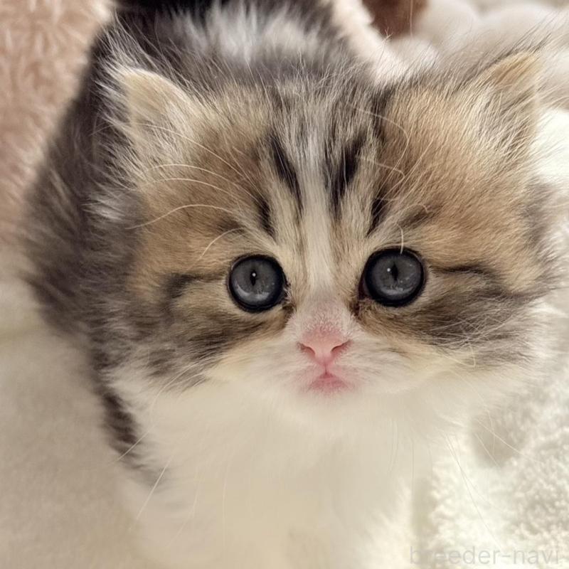 販売中の奈良県のミヌエット(短足)-133466の4枚目