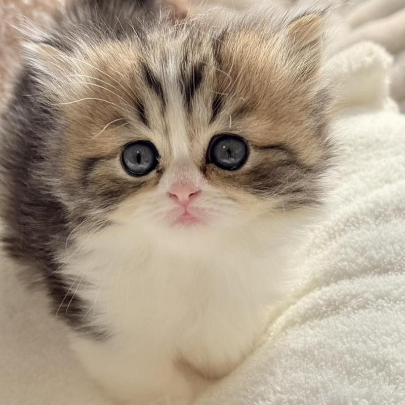 販売中の奈良県のミヌエット(短足)-133466の3枚目