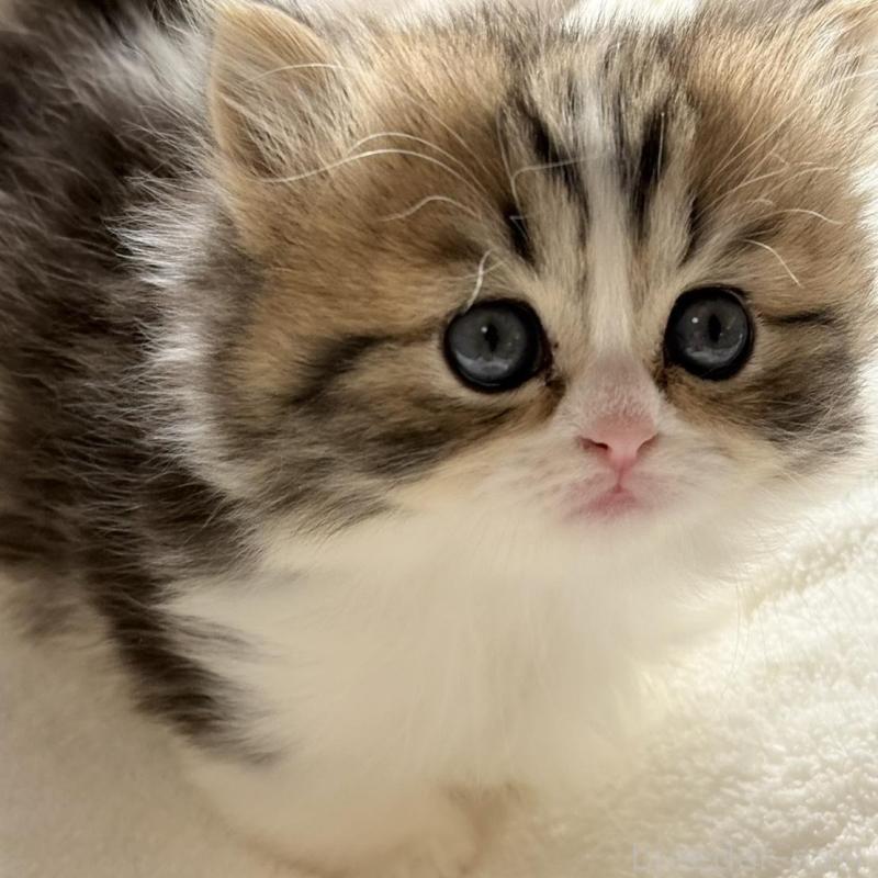 販売中の奈良県のミヌエット(短足)-133466の2枚目