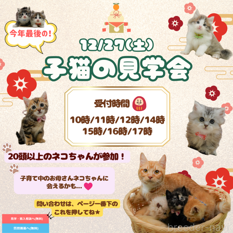 販売中の神奈川県のマンチカン-127032の2枚目