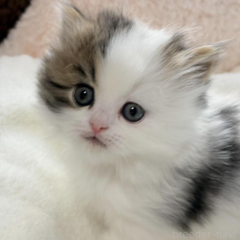 販売中の奈良県のミヌエット(短足)-133467の4枚目