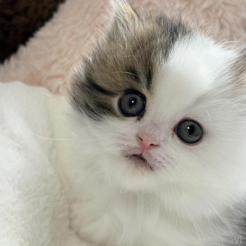 販売中の奈良県のミヌエット(短足)-133467の3枚目