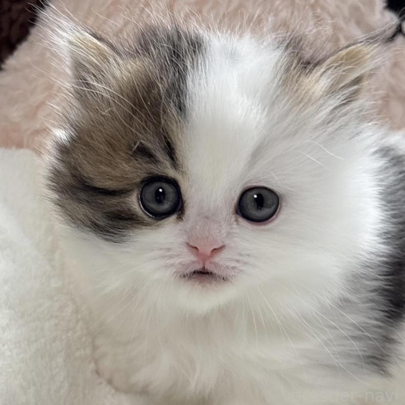 販売中の奈良県のミヌエット(短足)-133467の2枚目