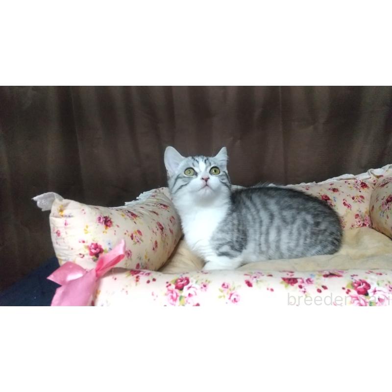 販売中の愛知県のマンチカン-127214の2枚目