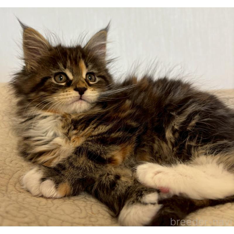 販売中の大阪府のメインクーン-133468の10枚目