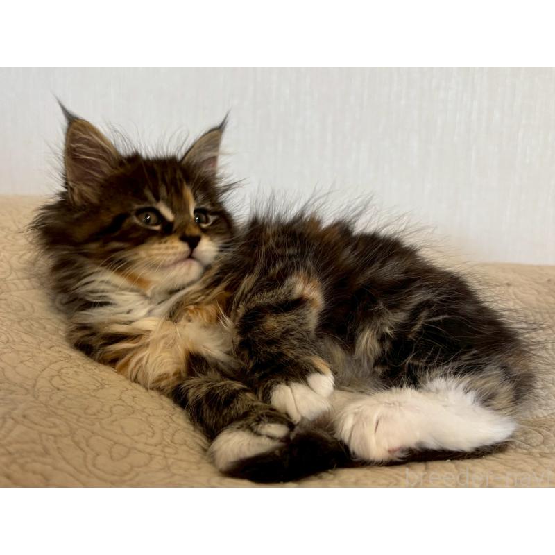 販売中の大阪府のメインクーン-133468の9枚目