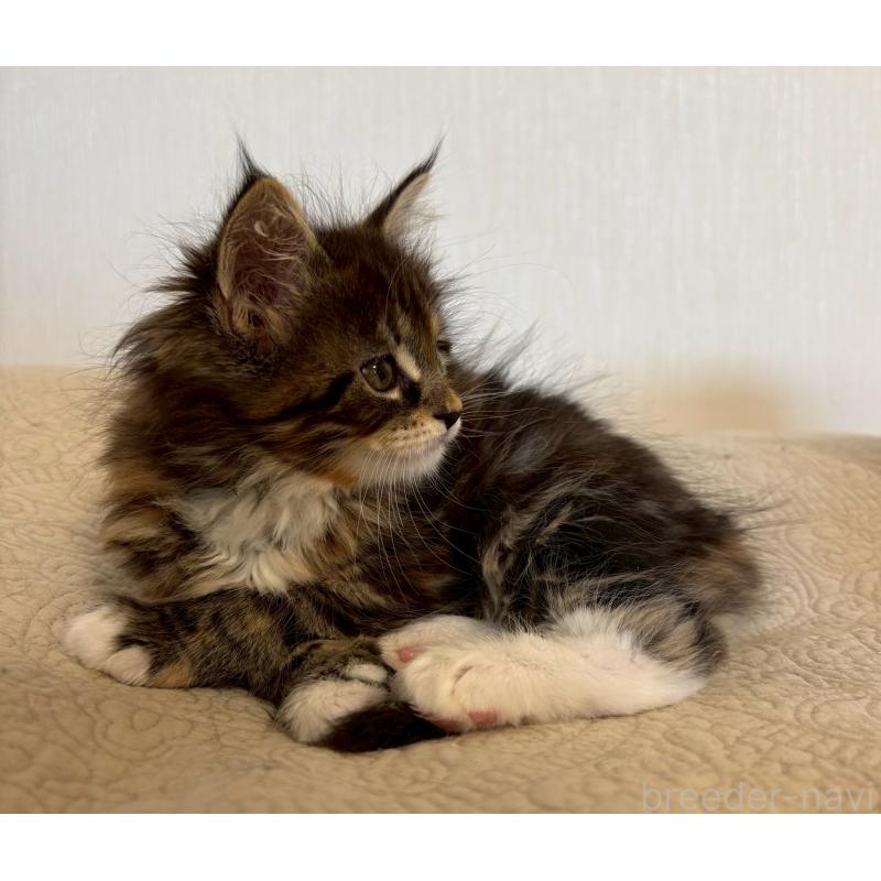 販売中の大阪府のメインクーン-133468の8枚目