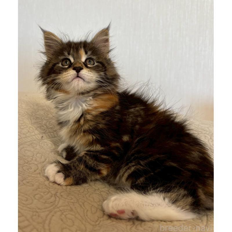 販売中の大阪府のメインクーン-133468の7枚目