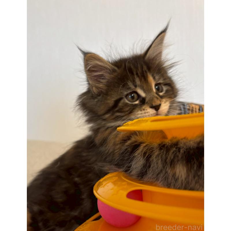 販売中の大阪府のメインクーン-133468の6枚目