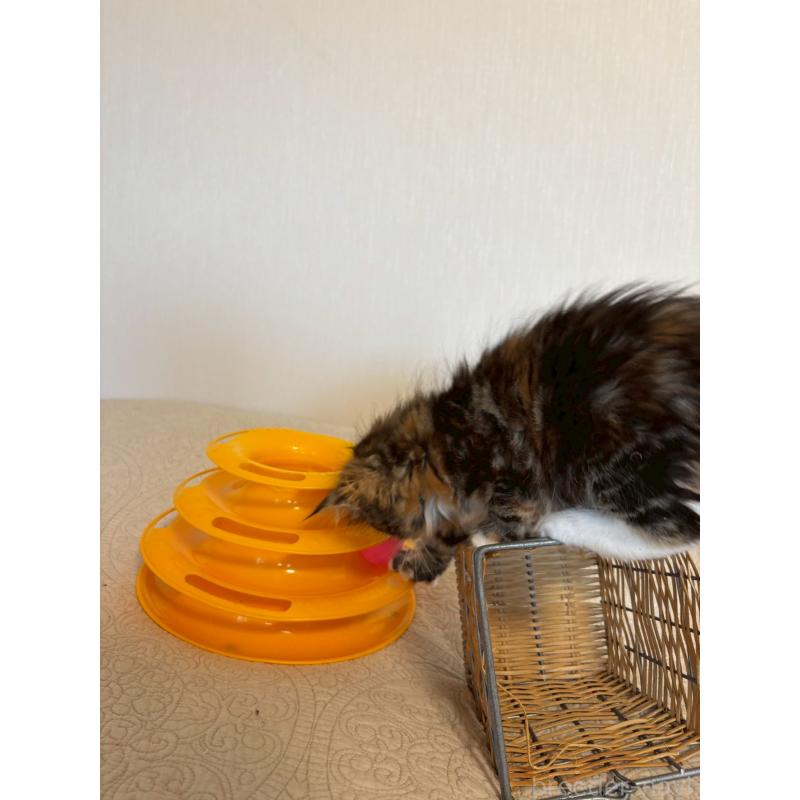 販売中の大阪府のメインクーン-133468の5枚目