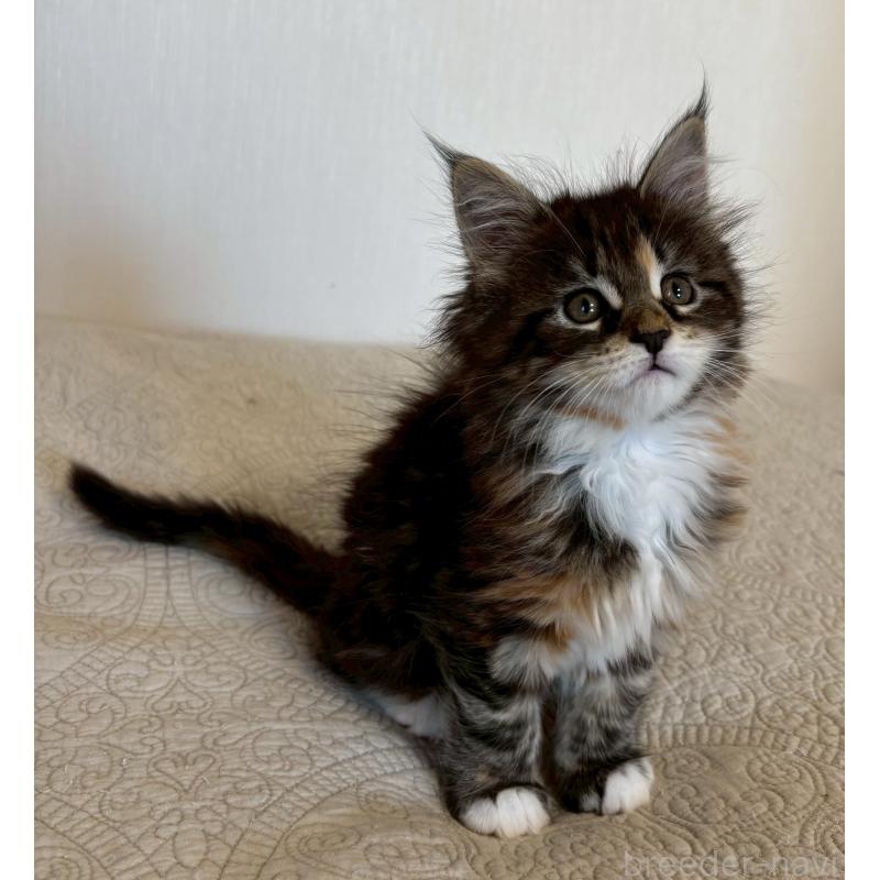 販売中の大阪府のメインクーン-133468の4枚目