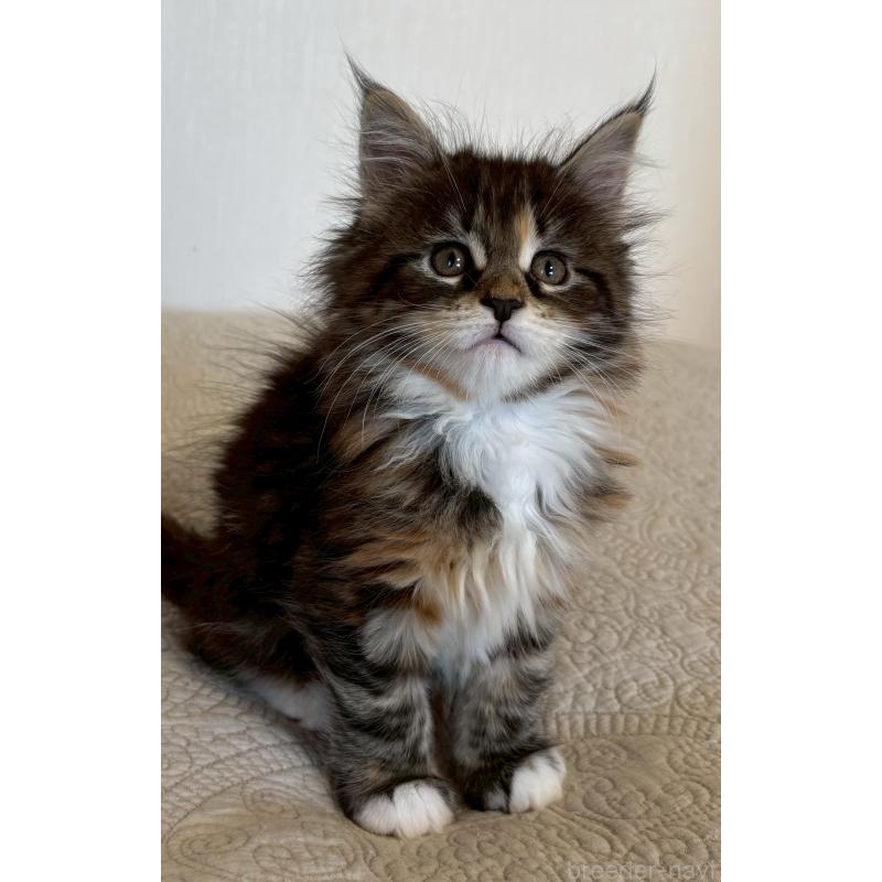 販売中の大阪府のメインクーン-133468の3枚目