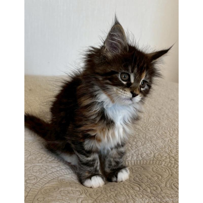 販売中の大阪府のメインクーン-133468の2枚目