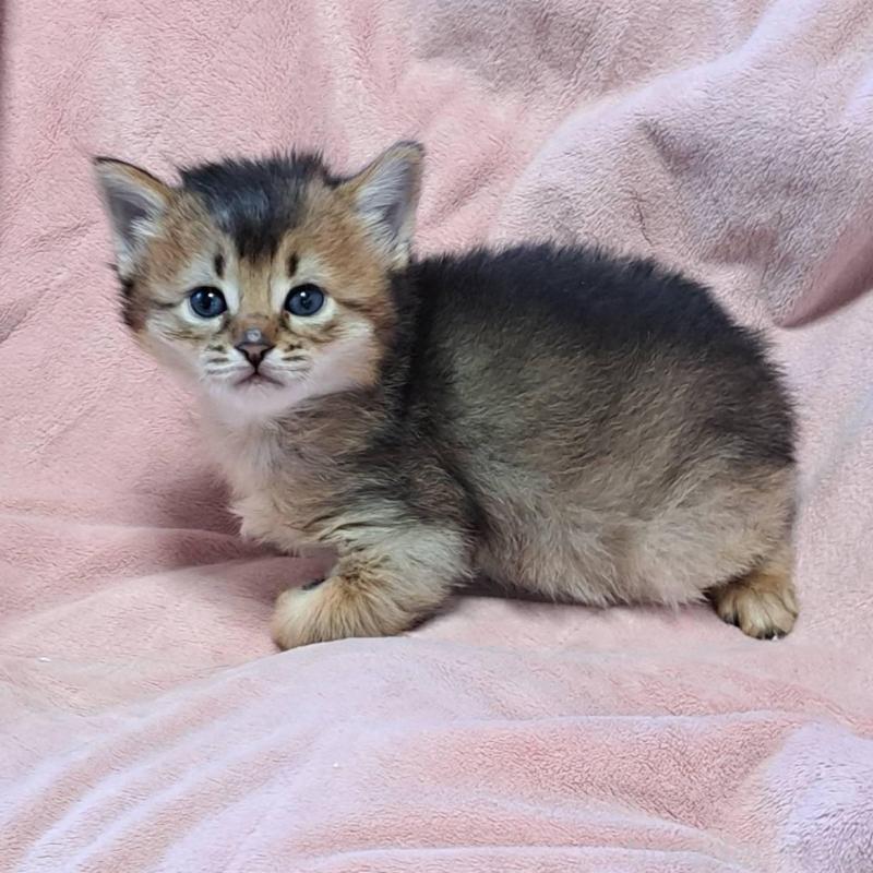 販売中の茨城県のソマリ-133469の6枚目