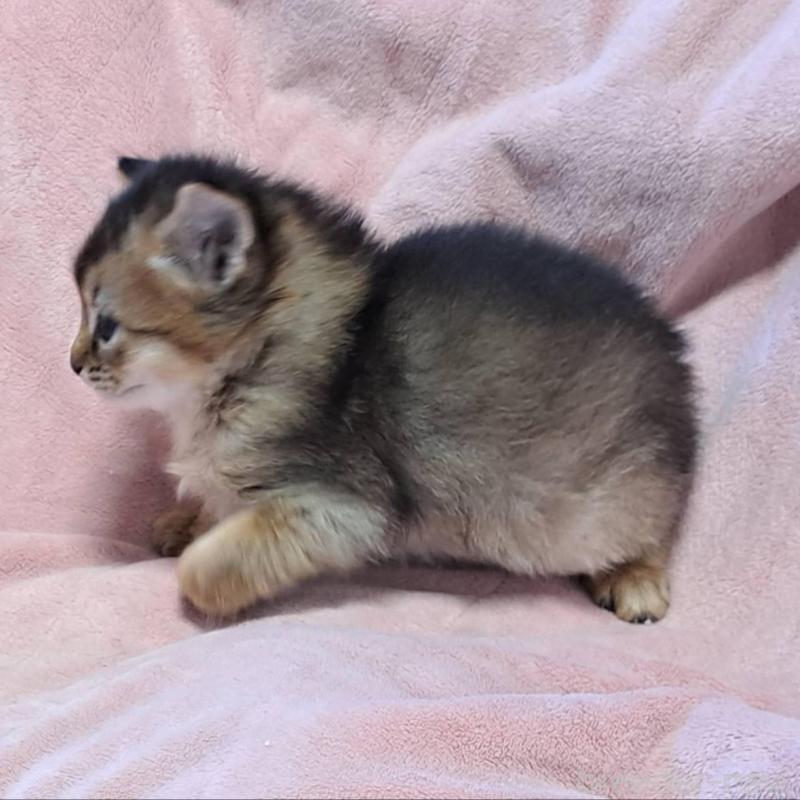 販売中の茨城県のソマリ-133469の5枚目