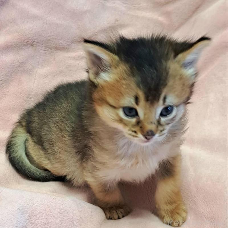 販売中の茨城県のソマリ-133469の4枚目