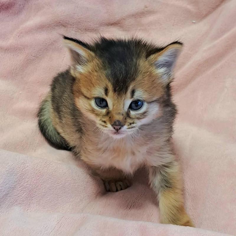 販売中の茨城県のソマリ-133469の3枚目