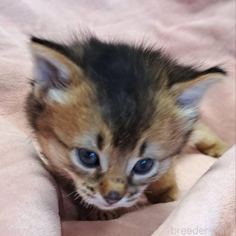 販売中の茨城県のソマリ-133469の2枚目