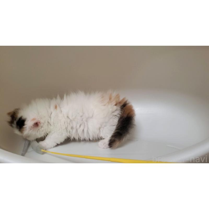 販売中の大阪府のミヌエット-133470の13枚目