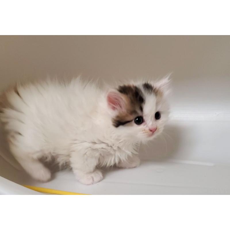 販売中の大阪府のミヌエット-133470の12枚目