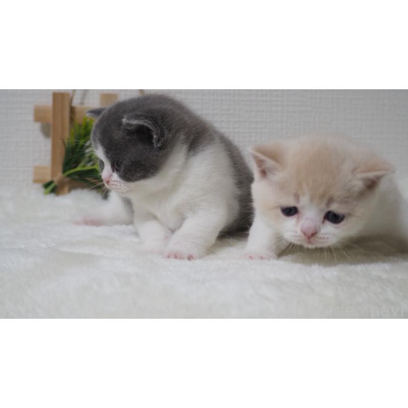 販売中の大阪府のブリティッシュショートヘア-133472の16枚目