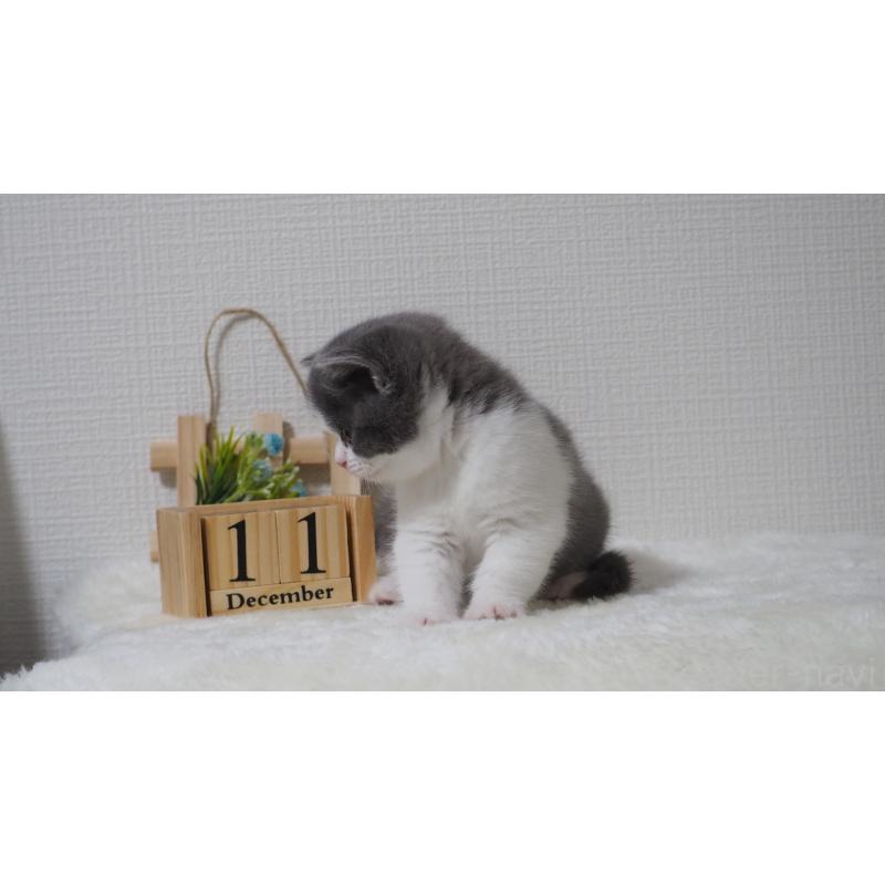 販売中の大阪府のブリティッシュショートヘア-133472の14枚目