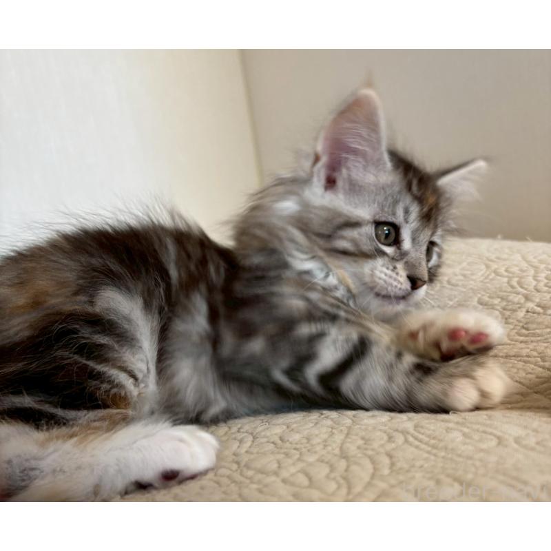 販売中の大阪府のメインクーン-133471の7枚目