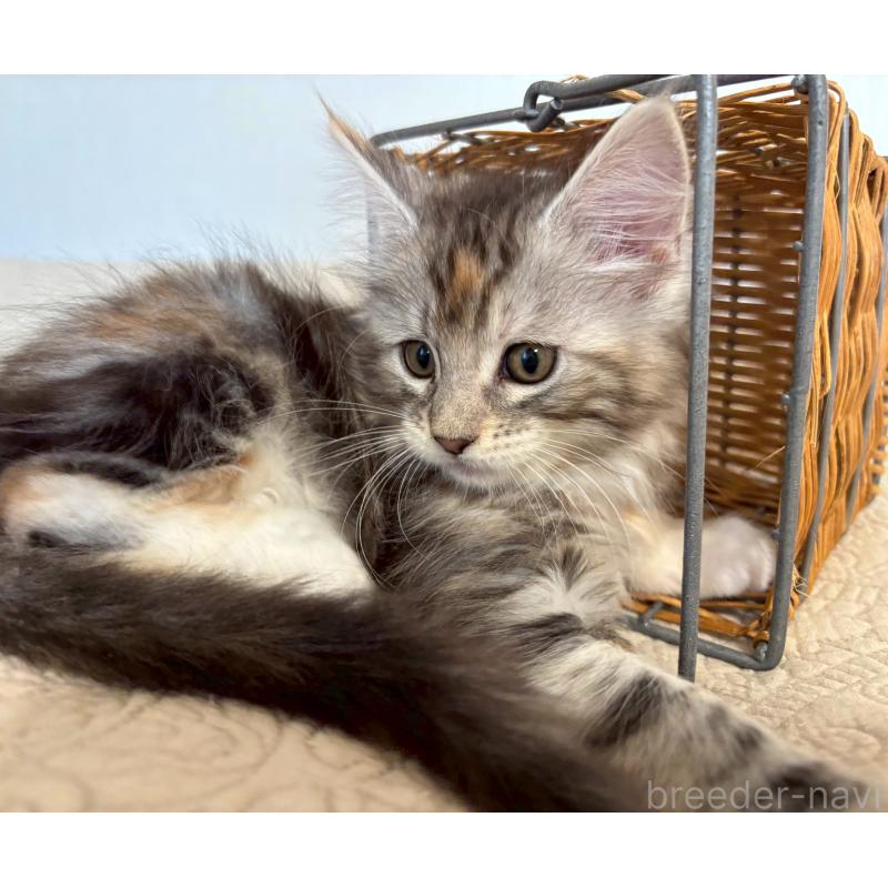 販売中の大阪府のメインクーン-133471の6枚目