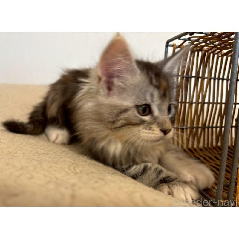 販売中の大阪府のメインクーン-133471の5枚目