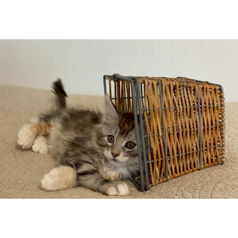 販売中の大阪府のメインクーン-133471の4枚目