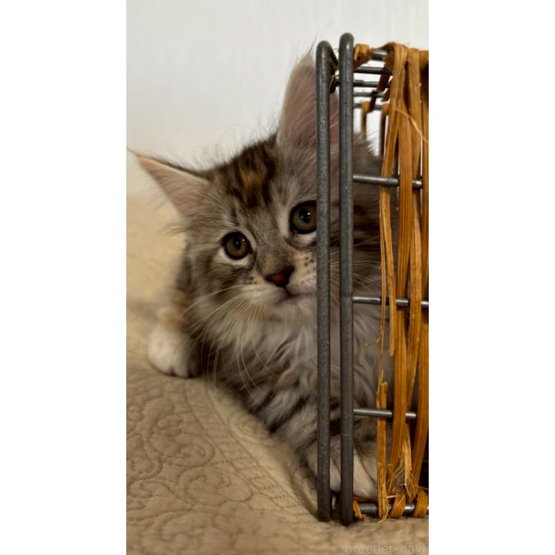 販売中の大阪府のメインクーン-133471の3枚目