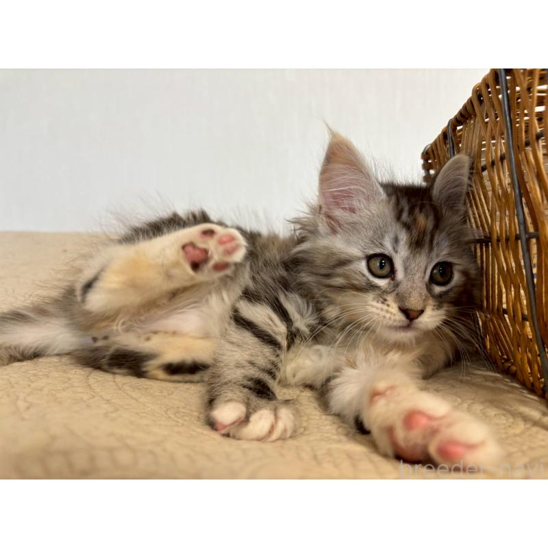 販売中の大阪府のメインクーン-133471の2枚目