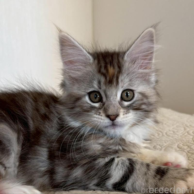 販売中の大阪府のメインクーン-133471