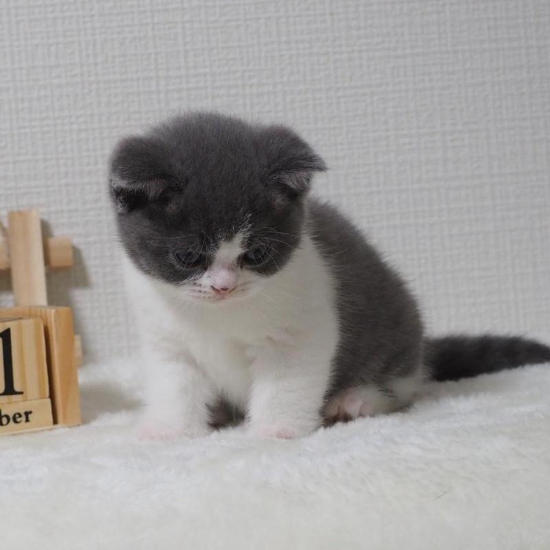 販売中の大阪府のブリティッシュショートヘア-133472の13枚目