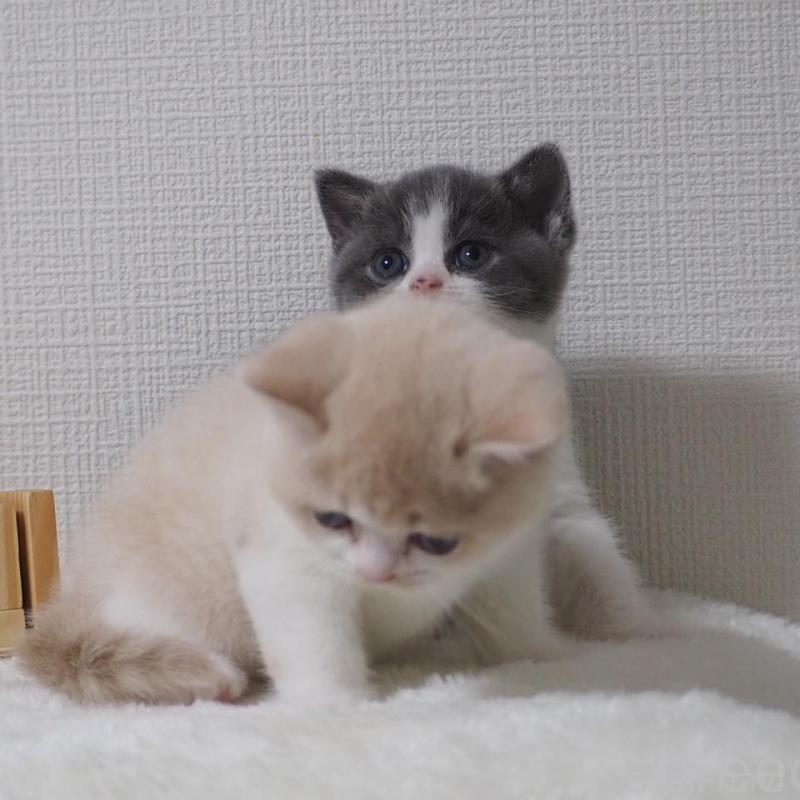 販売中の大阪府のブリティッシュショートヘア-133472の12枚目