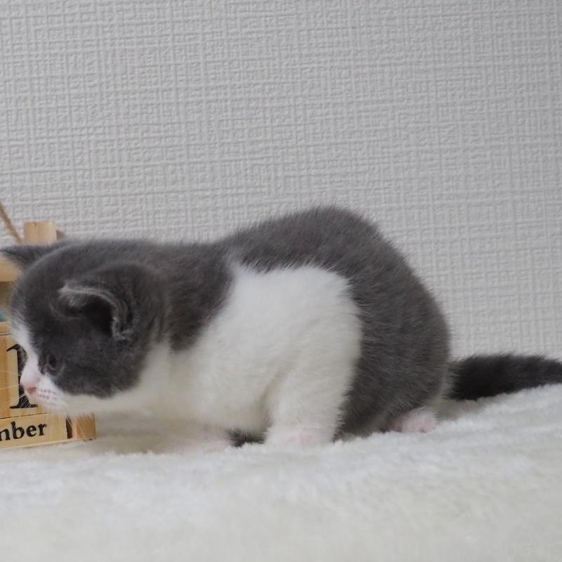 販売中の大阪府のブリティッシュショートヘア-133472の11枚目