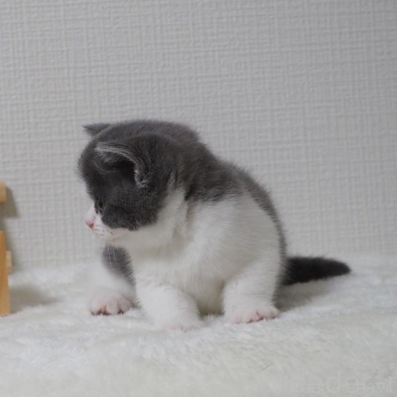 販売中の大阪府のブリティッシュショートヘア-133472の10枚目