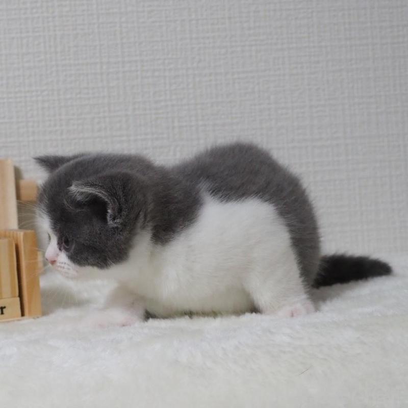 販売中の大阪府のブリティッシュショートヘア-133472の9枚目