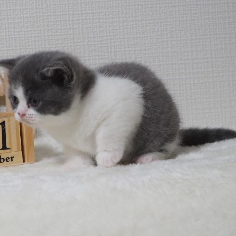 販売中の大阪府のブリティッシュショートヘア-133472の8枚目