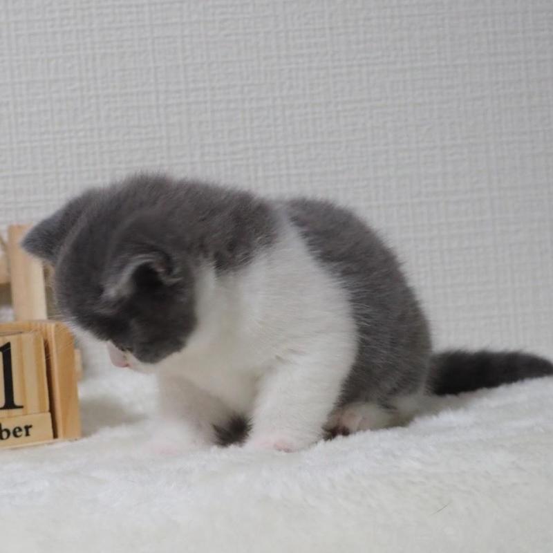 販売中の大阪府のブリティッシュショートヘア-133472の7枚目