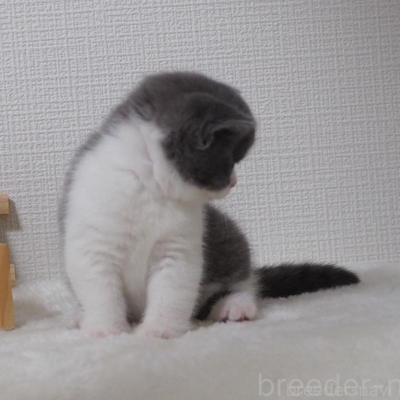 販売中の大阪府のブリティッシュショートヘア-133472の6枚目