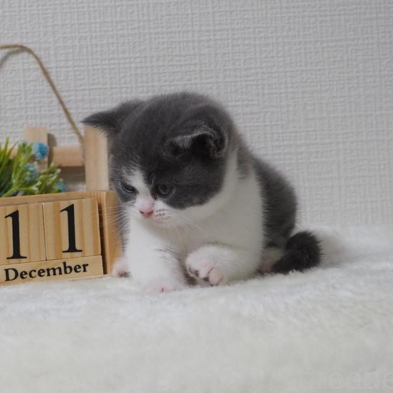 販売中の大阪府のブリティッシュショートヘア-133472の5枚目