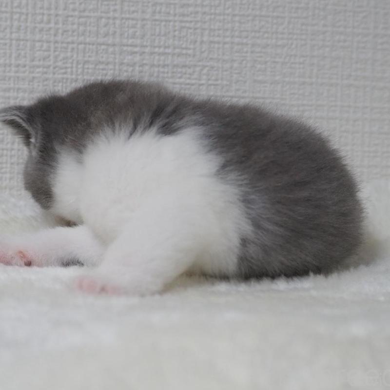 販売中の大阪府のブリティッシュショートヘア-133472の4枚目