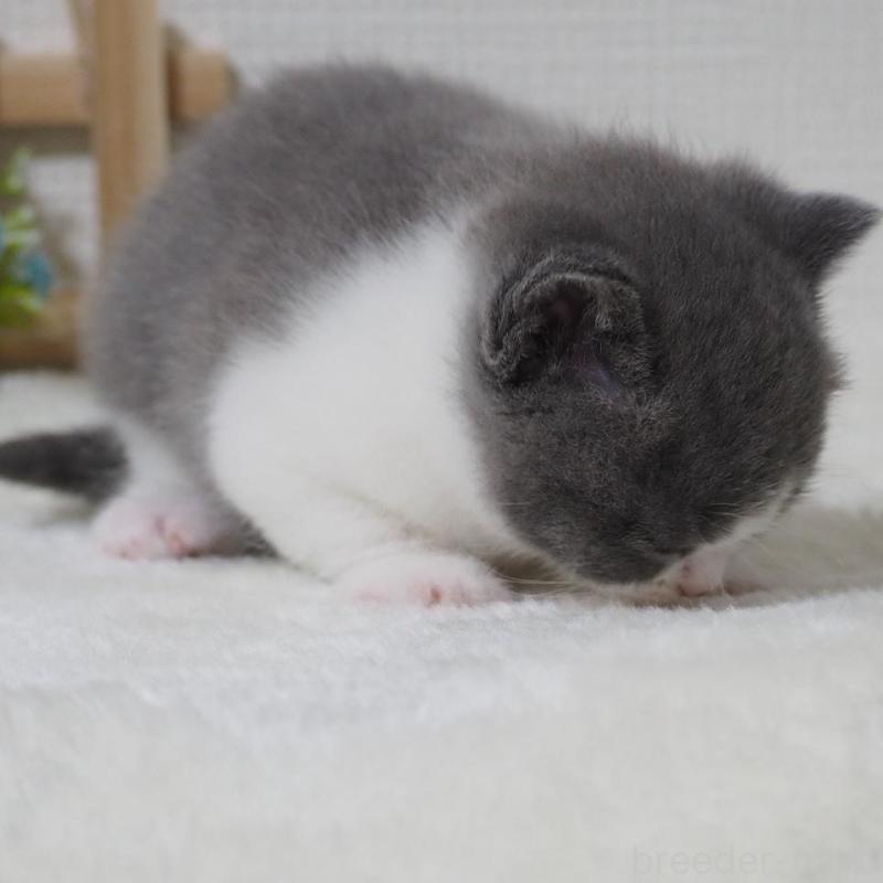 販売中の大阪府のブリティッシュショートヘア-133472の3枚目