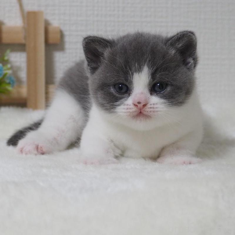 販売中ののブリティッシュショートヘア-133472