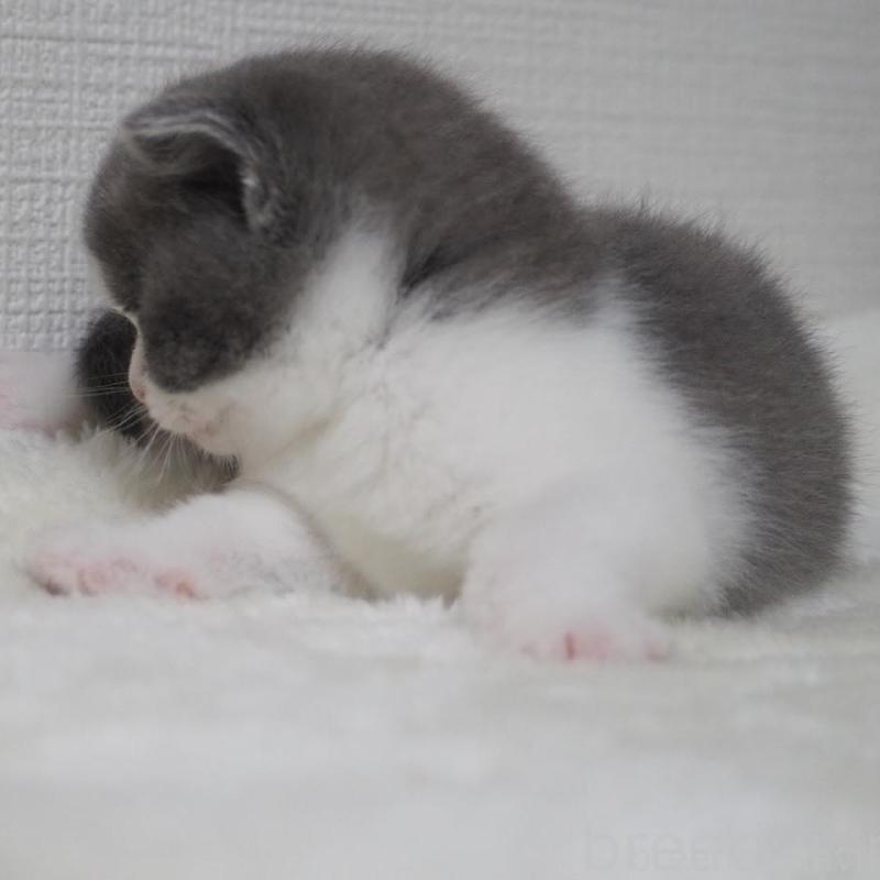 販売中の大阪府のブリティッシュショートヘア-133472の2枚目