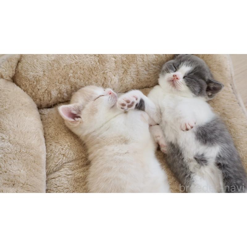 販売中の大阪府のブリティッシュショートヘア-133474の16枚目