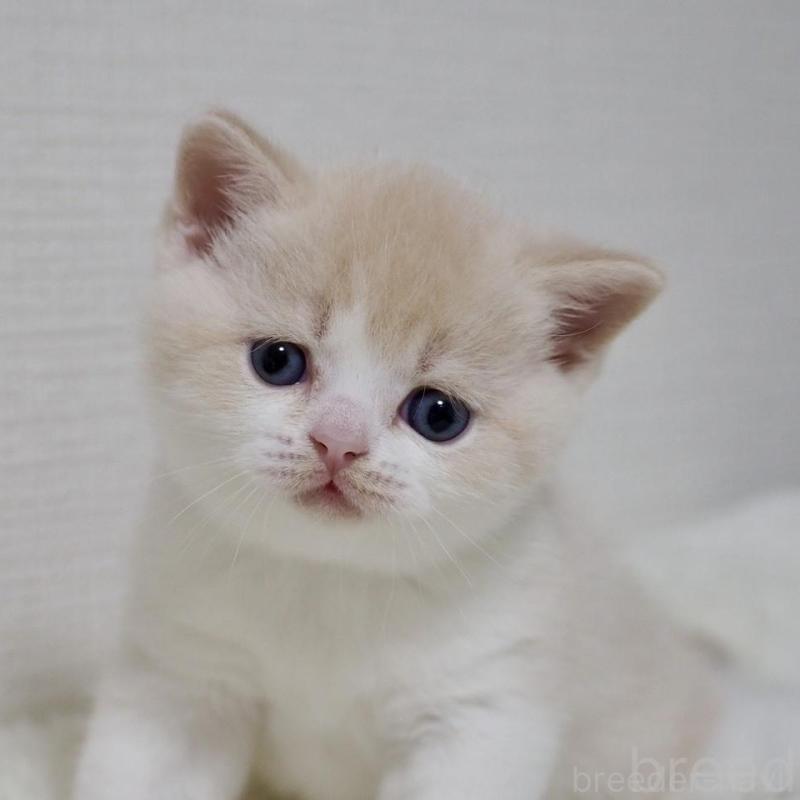 販売中の大阪府のブリティッシュショートヘア-133474