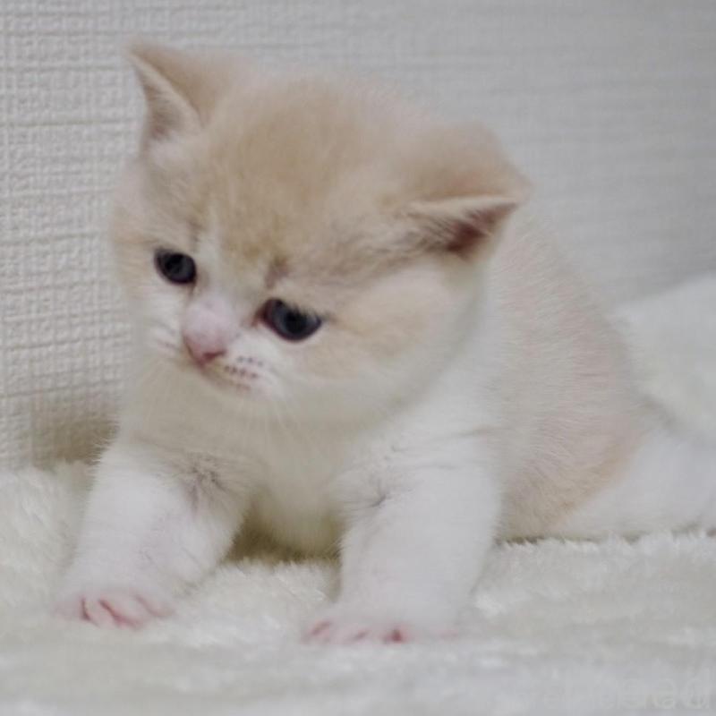 販売中の大阪府のブリティッシュショートヘア-133474の15枚目