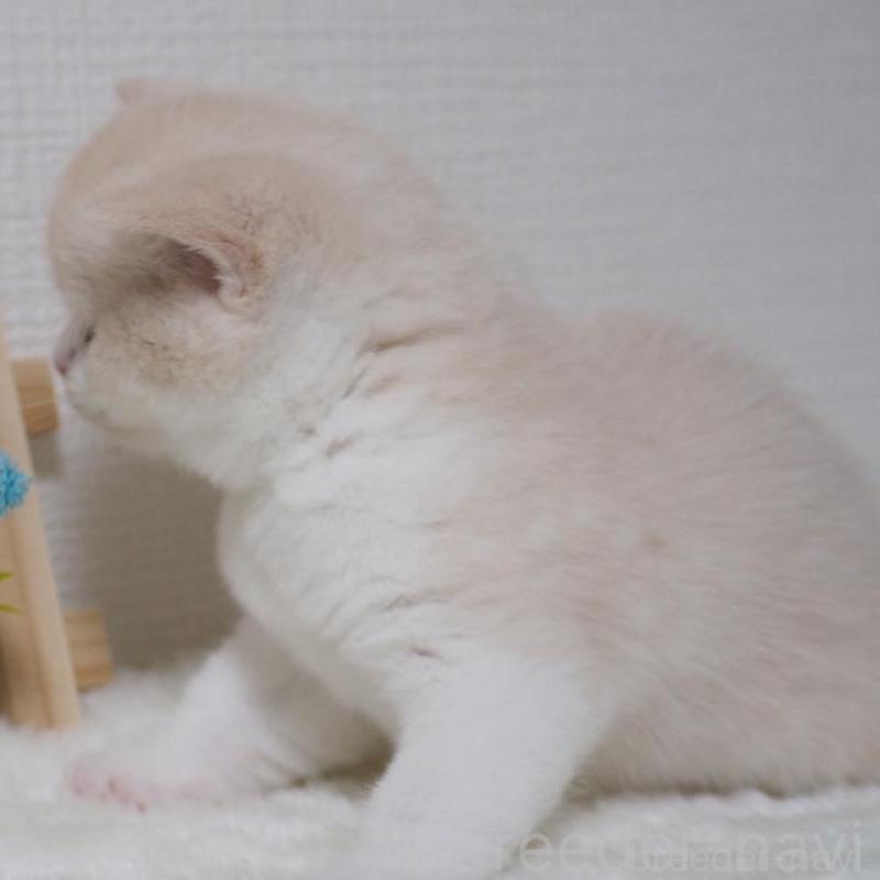 販売中の大阪府のブリティッシュショートヘア-133474の14枚目